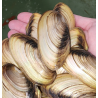 Pilsbryoconcha exilis – Moule d’eau douce filtrante pour aquarium