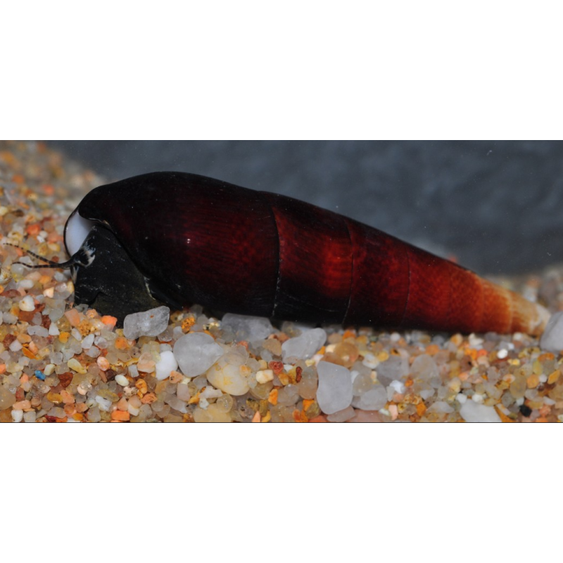 Faunus ater “Cappuccino” – Escargot nettoyeur décoratif pour aquarium Faunus ater “Cappuccino” – Escargot nettoyeur décoratif pour aquarium