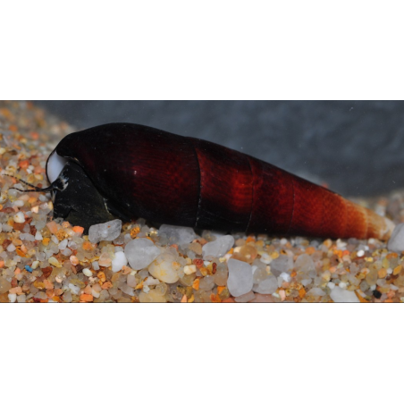 Faunus ater “Cappuccino” – Escargot nettoyeur décoratif pour aquarium