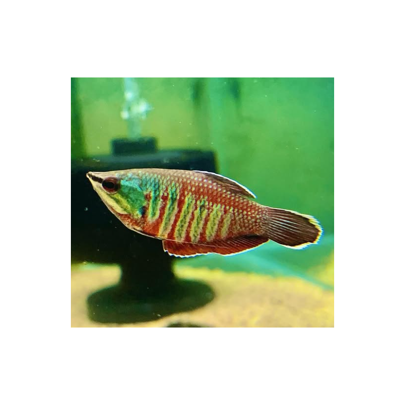Sphaerichthys vaillanti – Gourami chocolat rare pour aquarium