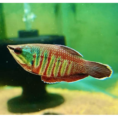 Sphaerichthys vaillanti – Gourami chocolat rare pour aquarium