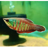 Sphaerichthys vaillanti – Gourami chocolat rare pour aquarium