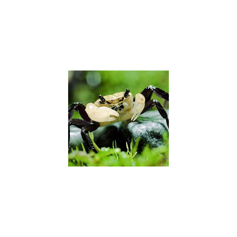 Crabe Panda – Lepidothelphusa cognetti | Terrarium humide & paludarium Crabe Panda – Lepidothelphusa cognetti | Terrarium humide & paludarium