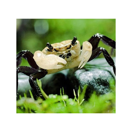Crabe Panda – Lepidothelphusa cognetti | Terrarium humide & paludarium