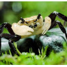 Crabe Panda – Lepidothelphusa cognetti | Terrarium humide & paludarium