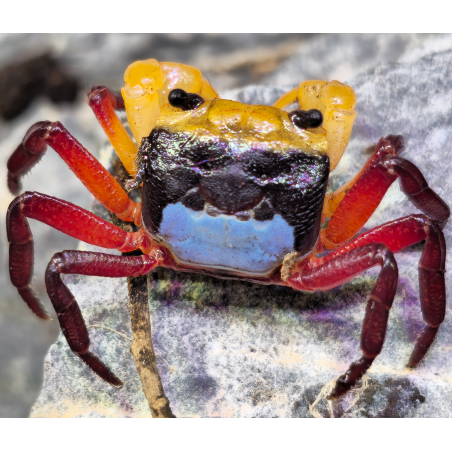 Lepidothelphusa menneri – Crabe terrestre coloré pour terrarium humide et palludarium