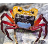 Lepidothelphusa menneri – Crabe terrestre coloré pour terrarium humide et palludarium