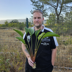 Echinodorus XXXL Mixte (40–60 cm) – Grandes plantes pour aquarium
