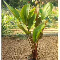Echinodorus rubra – Plante d’aquarium à feuillage rouge cuivré