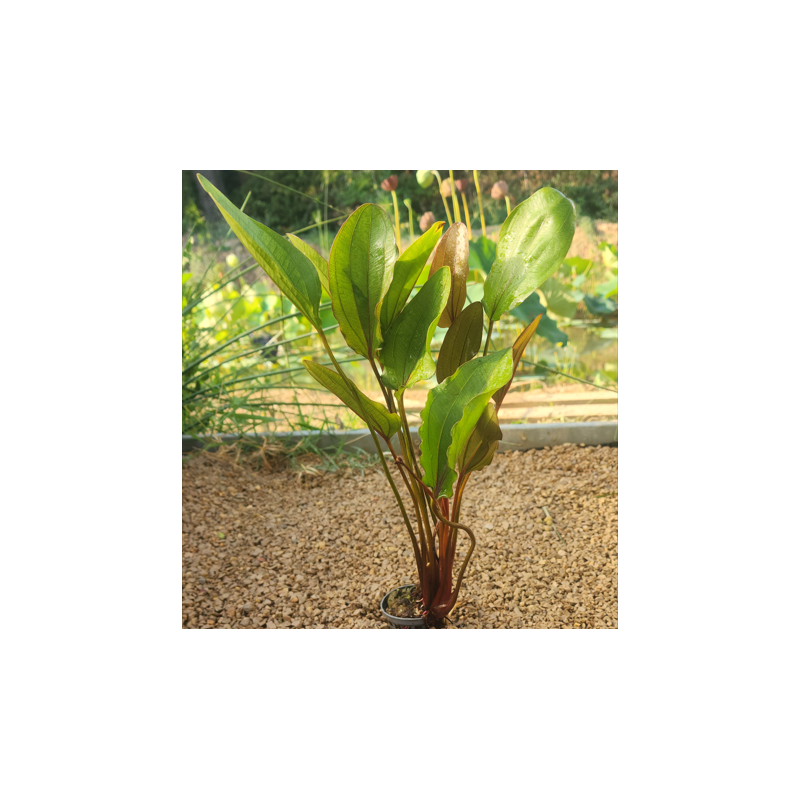 Echinodorus rubra – Plante d’aquarium à feuillage rouge cuivré Echinodorus rubra – Plante d’aquarium à feuillage rouge cuivré