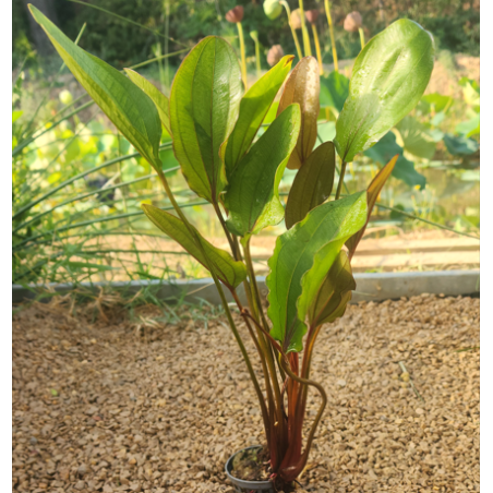 Echinodorus rubra – Plante d’aquarium à feuillage rouge cuivré
