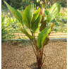 Echinodorus rubra – Plante d’aquarium à feuillage rouge cuivré