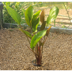 Echinodorus rubra – Plante d’aquarium à feuillage rouge cuivré