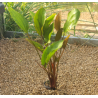Echinodorus rubra – Plante d’aquarium à feuillage rouge cuivré