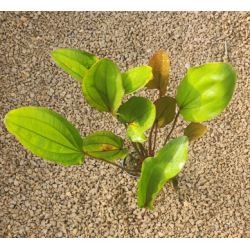 Echinodorus rubra – Plante d’aquarium à feuillage rouge cuivré