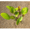 Echinodorus rubra – Plante d’aquarium à feuillage rouge cuivré
