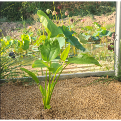 Echinodorus subulatus – Plante rubanée robuste pour arrière-plan