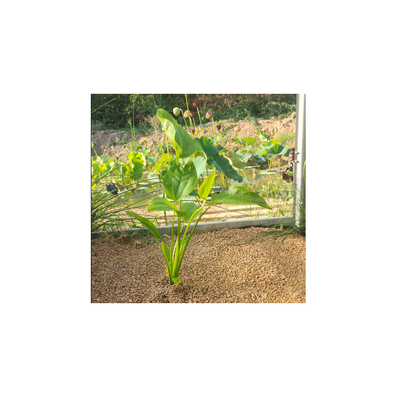 Echinodorus subulatus – Plante rubanée robuste pour arrière-plan Echinodorus subulatus – Plante rubanée robuste pour arrière-plan