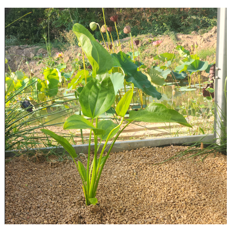 Echinodorus subulatus – Plante rubanée robuste pour arrière-plan