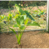 Echinodorus subulatus – Plante rubanée robuste pour arrière-plan
