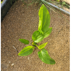 Echinodorus subulatus – Plante rubanée robuste pour arrière-plan