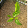 Echinodorus subulatus – Plante rubanée robuste pour arrière-plan