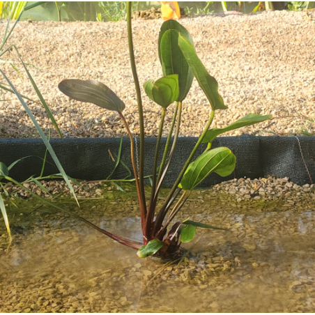 Echinodorus 'Ipica' – Plante rouge ornementale pour aquarium