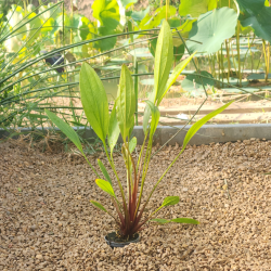 Echinodorus 'Tenzende' – Plante d’aquarium rouge-brun ornementale
