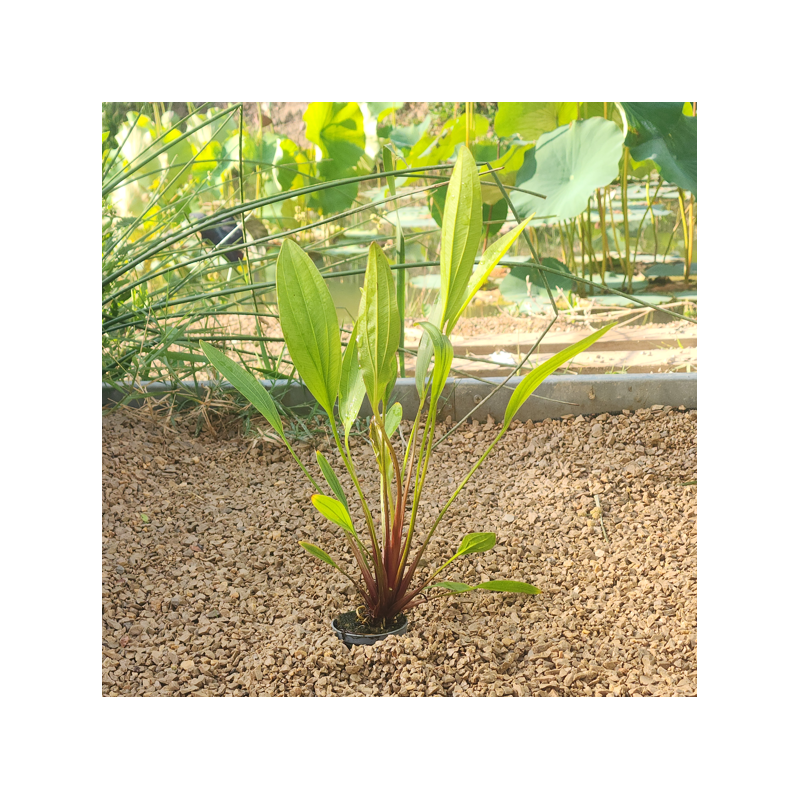 Echinodorus 'Tenzende' – Plante d’aquarium rouge-brun ornementale Echinodorus 'Tenzende' – Plante d’aquarium rouge-brun ornementale