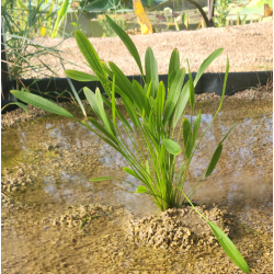 Echinodorus uruguayensis – Plante rubanée pour arrière-plan de grand aquarium