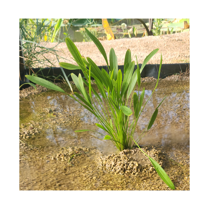 Echinodorus uruguayensis – Plante rubanée pour arrière-plan de grand aquarium Echinodorus uruguayensis – Plante rubanée pour arrière-plan de grand aquarium