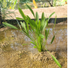 Echinodorus uruguayensis – Plante rubanée pour arrière-plan de grand aquarium