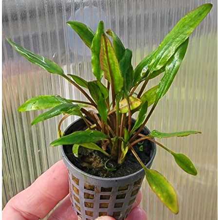 Cryptocoryne undulatus verte – Plante robuste pour aquarium