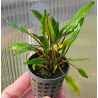 Cryptocoryne undulatus verte – Plante robuste pour aquarium