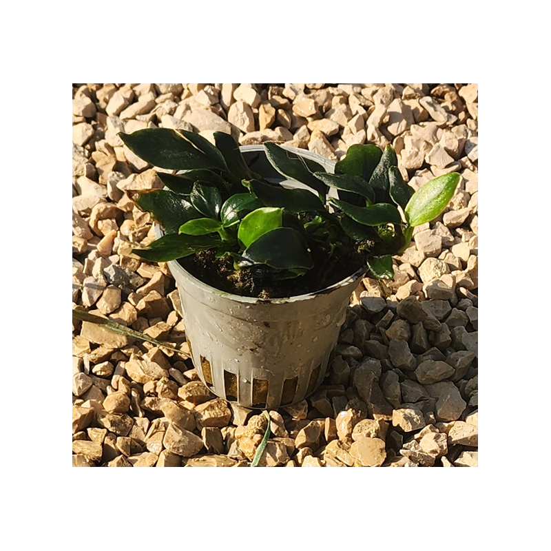 Anubias pangolino – Plante rare nano-aquarium et aquascaping