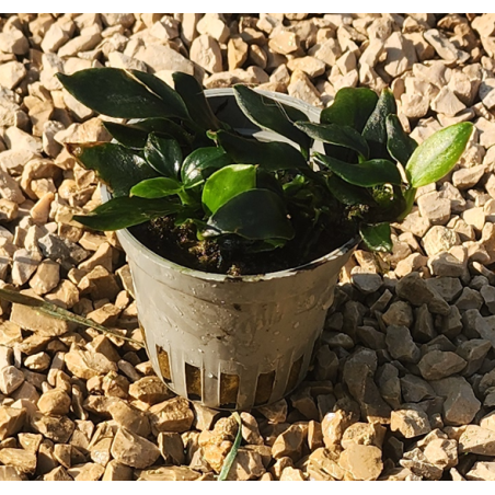 Anubias pangolino – Plante rare nano-aquarium et aquascaping