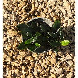 Anubias pangolino – Plante rare nano-aquarium et aquascaping