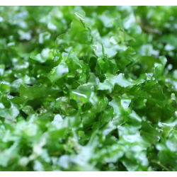 Monosolenium tenerum – Plante hépatique type mousse pour aquarium