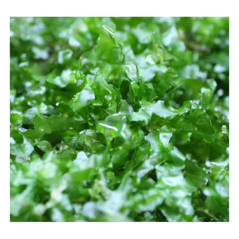 Monosolenium tenerum – Plante hépatique type mousse pour aquarium Monosolenium tenerum – Plante hépatique type mousse pour aquarium
