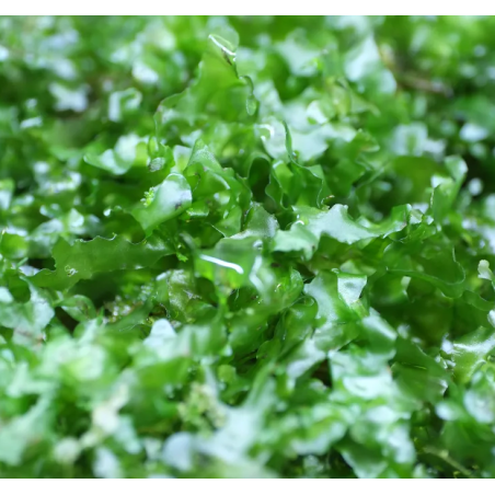 Monosolenium tenerum – Plante hépatique type mousse pour aquarium