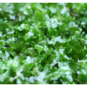 Monosolenium tenerum – Plante hépatique type mousse pour aquarium
