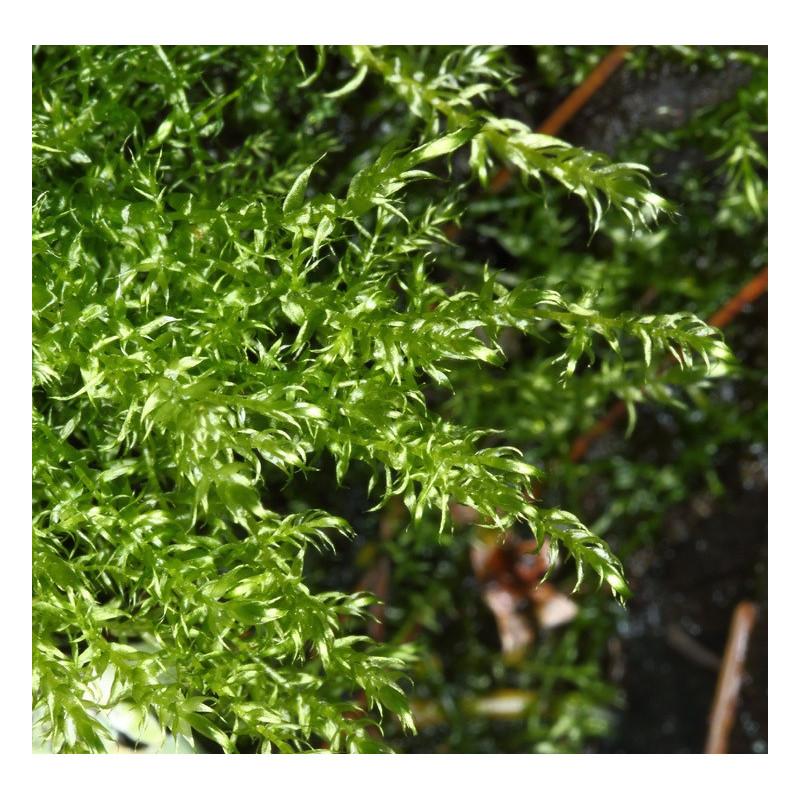 Leptodictyum riparium – Mousse de rivière robuste pour aquarium et paludarium Leptodictyum riparium – Mousse de rivière robuste pour aquarium et paludarium