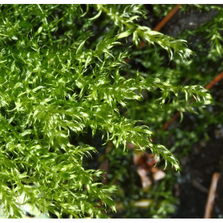 Leptodictyum riparium – Mousse de rivière robuste pour aquarium et paludarium