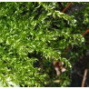 Leptodictyum riparium – Mousse de rivière robuste pour aquarium et paludarium