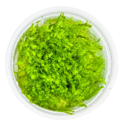 Leptodictyum riparium – Mousse de rivière robuste pour aquarium et paludarium