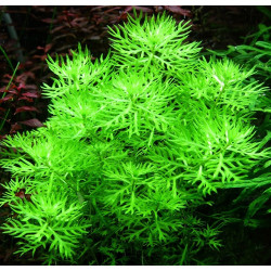 Hottonia palustris – Plume d’eau pour aquarium d’eau froide ou tempéré