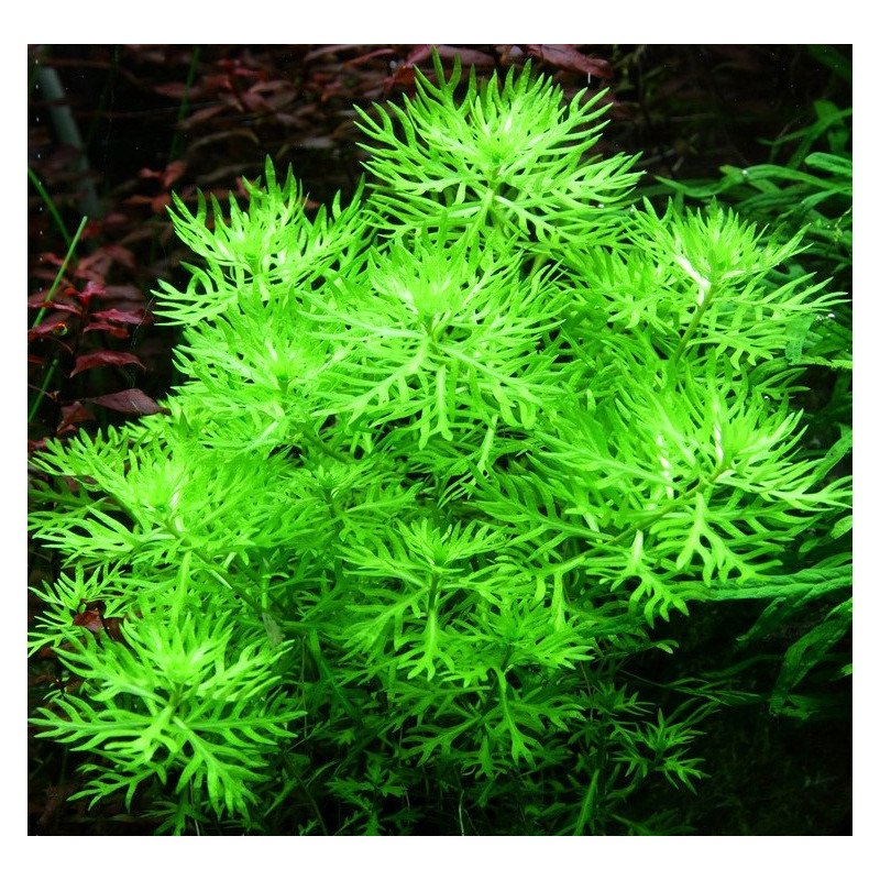 Hottonia palustris – Plume d’eau pour aquarium d’eau froide ou tempéré Hottonia palustris – Plume d’eau pour aquarium d’eau froide ou tempéré