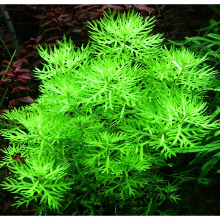 Hottonia palustris – Plume d’eau pour aquarium d’eau froide ou tempéré