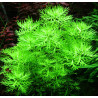 Hottonia palustris – Plume d’eau pour aquarium d’eau froide ou tempéré