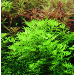 Hottonia palustris – Plume d’eau pour aquarium d’eau froide ou tempéré